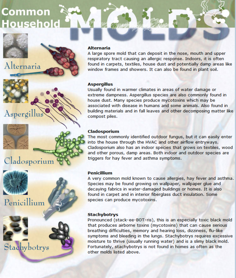 Common Household Molds - Household Mold - HD Wallpaper 