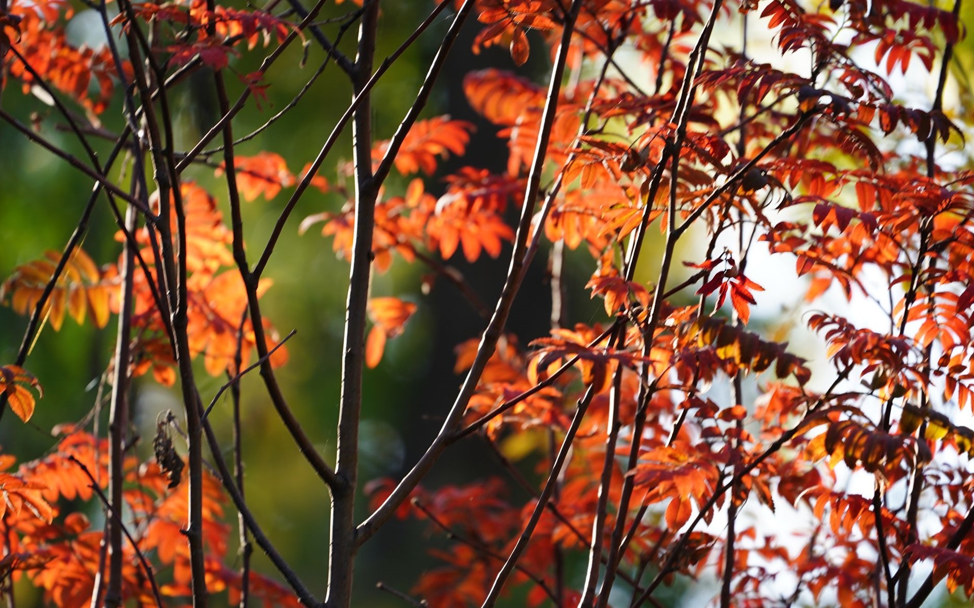 Branches, Twig, Fall, Autumn, Leaves - Twig - HD Wallpaper 
