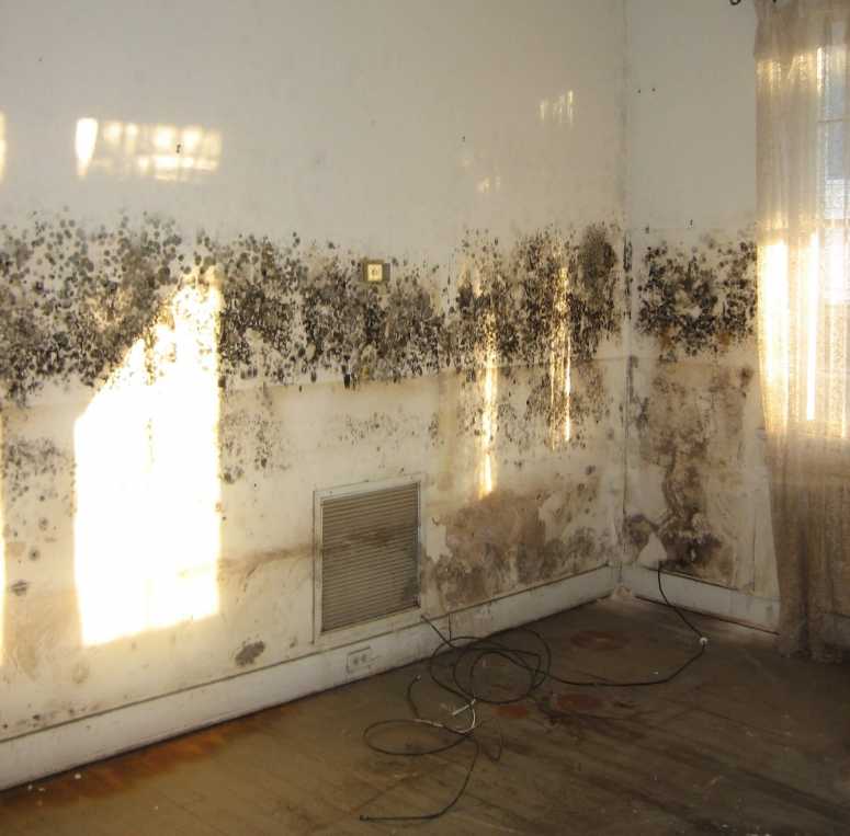 Mould On Interior Walls - Get Rid Of Mould On Walls - HD Wallpaper 