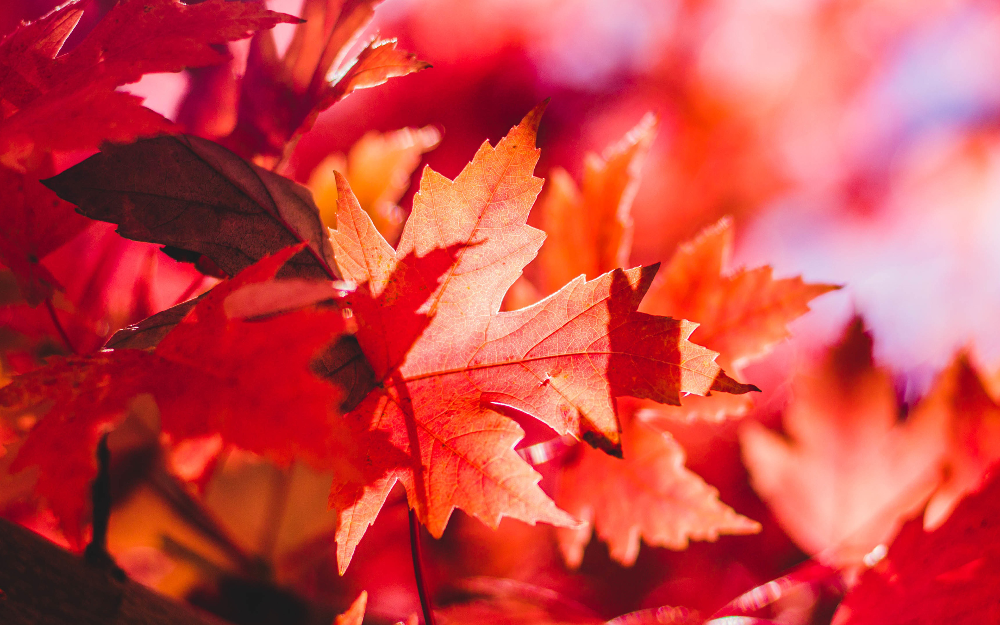 Red Leave Color - HD Wallpaper 
