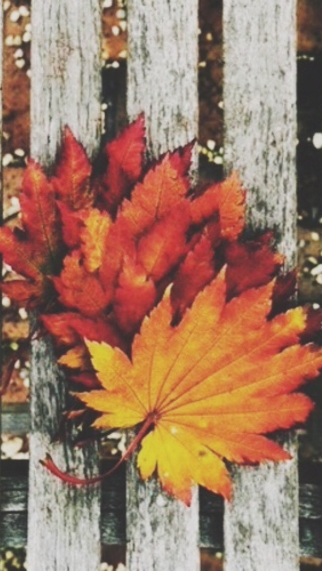 Backgrounds Fall - HD Wallpaper 