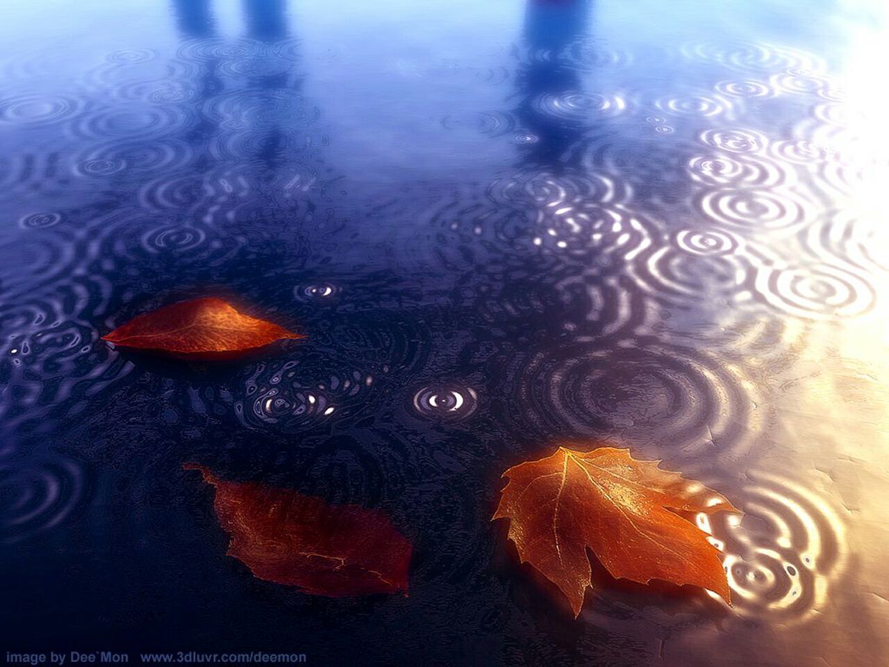 Reflections Of The Fall - Autumn Leaves In A Puddle - HD Wallpaper 