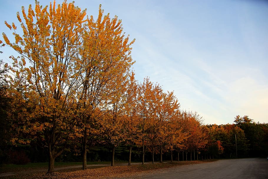 Trees, Fall, Autumn, Nature, Colorful, Woods, Path, - Maple - HD Wallpaper 