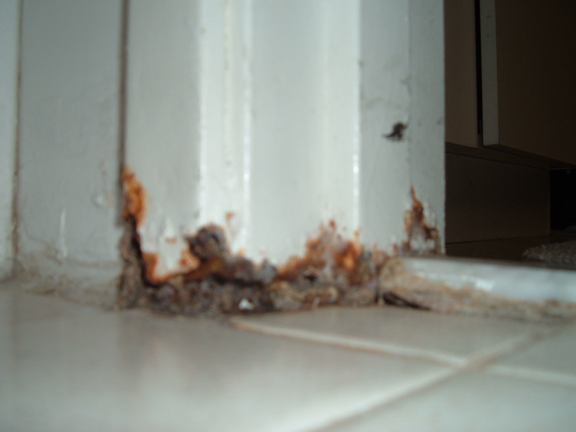 How To Get Mold Bathroom Walls Remove Mold From Shower Orange Mold On
