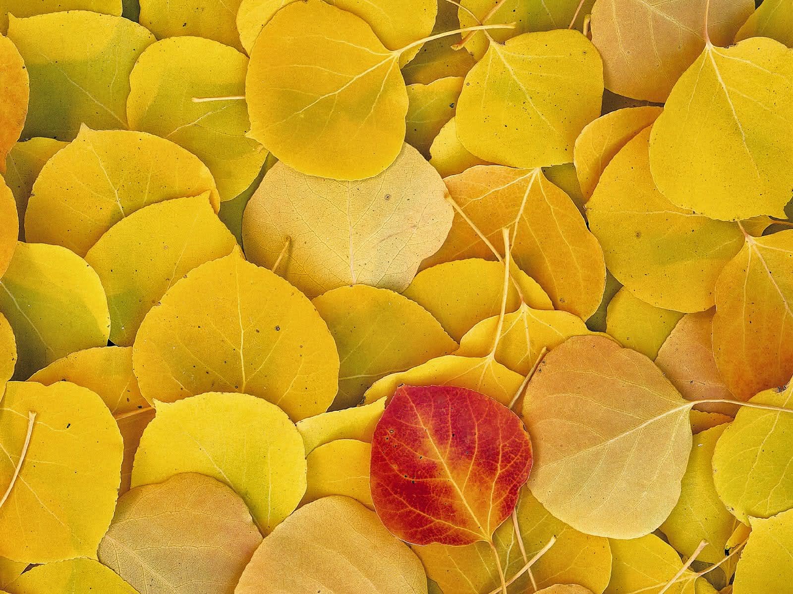 Best Fall Autumn Wallpaper Yellow Leaves - Aspen Leaves - HD Wallpaper 