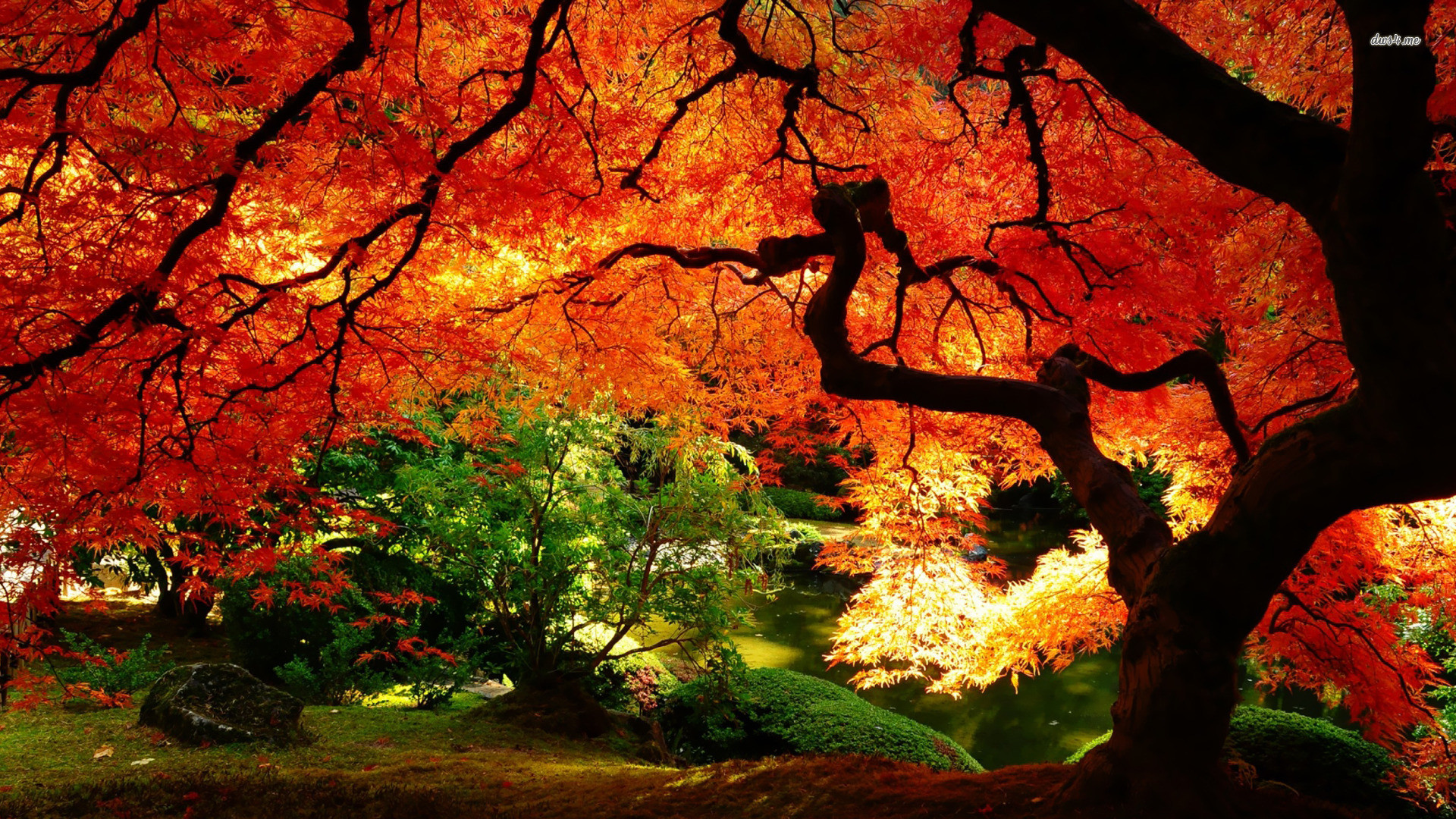 Autumn Landscape Nature Hd Desktop Wallpaper, Tree - Fall Landscape Desktop Backgrounds - HD Wallpaper 