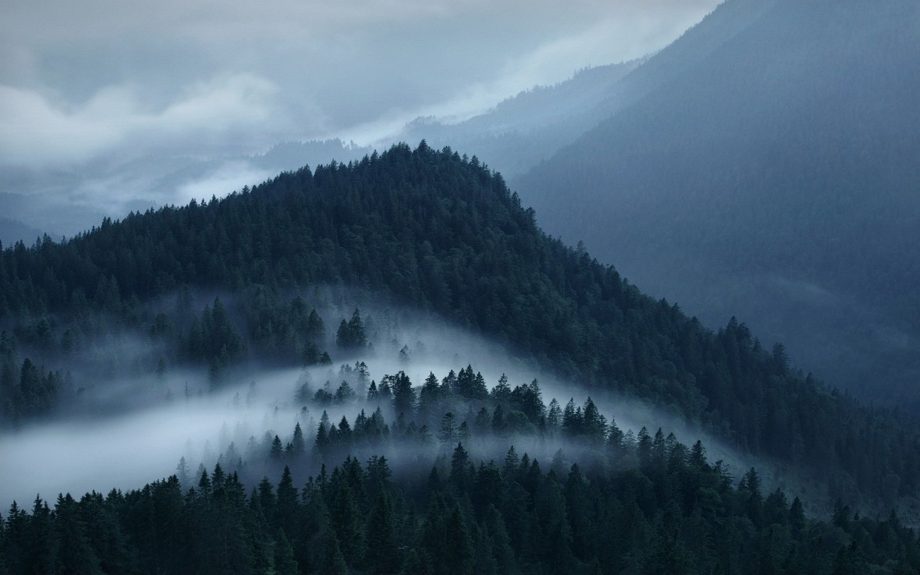 Forest Mountain 1300x812 Wallpaper Teahub Io