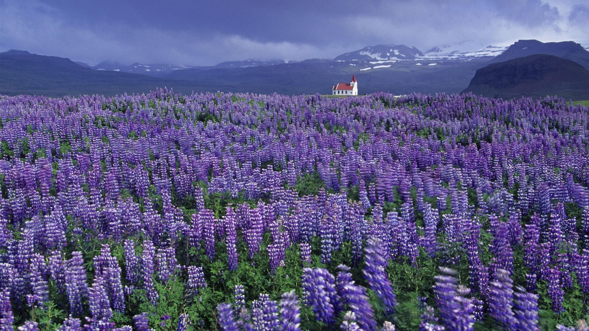 Wild Lupine Iceland Wallpapers - Lupine In Iceland - HD Wallpaper 