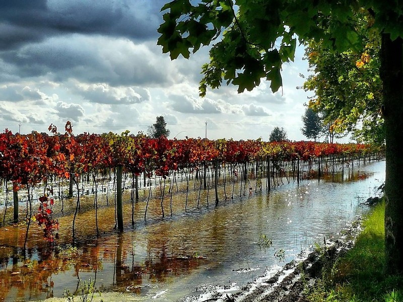 Vineyards After A Rain Storm In Hungary Wallpaper - Lluvia En Viñedos - HD Wallpaper 