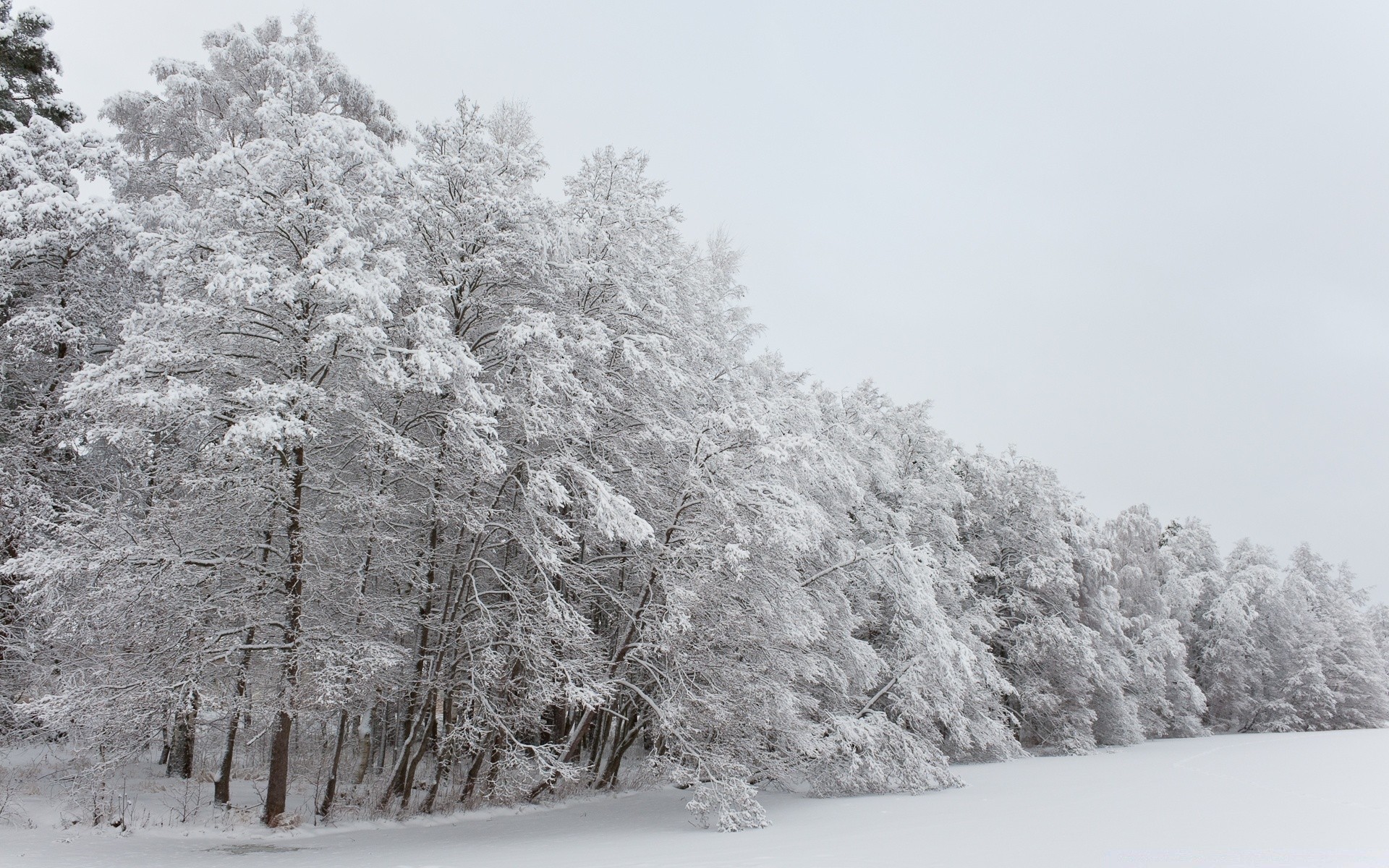 Europe Winter Snow Frost Cold Tree Season Frozen Weather - Cloudy Winter - HD Wallpaper 