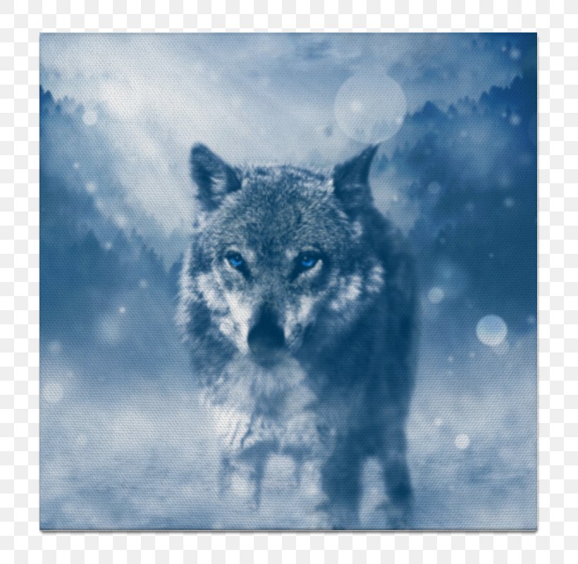 Desktop Wallpaper Wolf Wallpapers High-definition Television - Wolf 720p - HD Wallpaper 