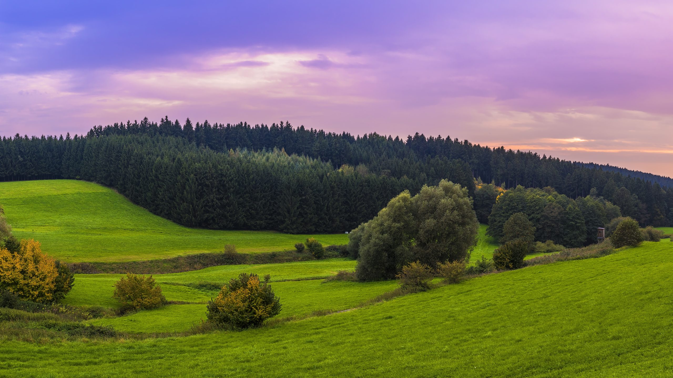 Forest Panorama - HD Wallpaper 