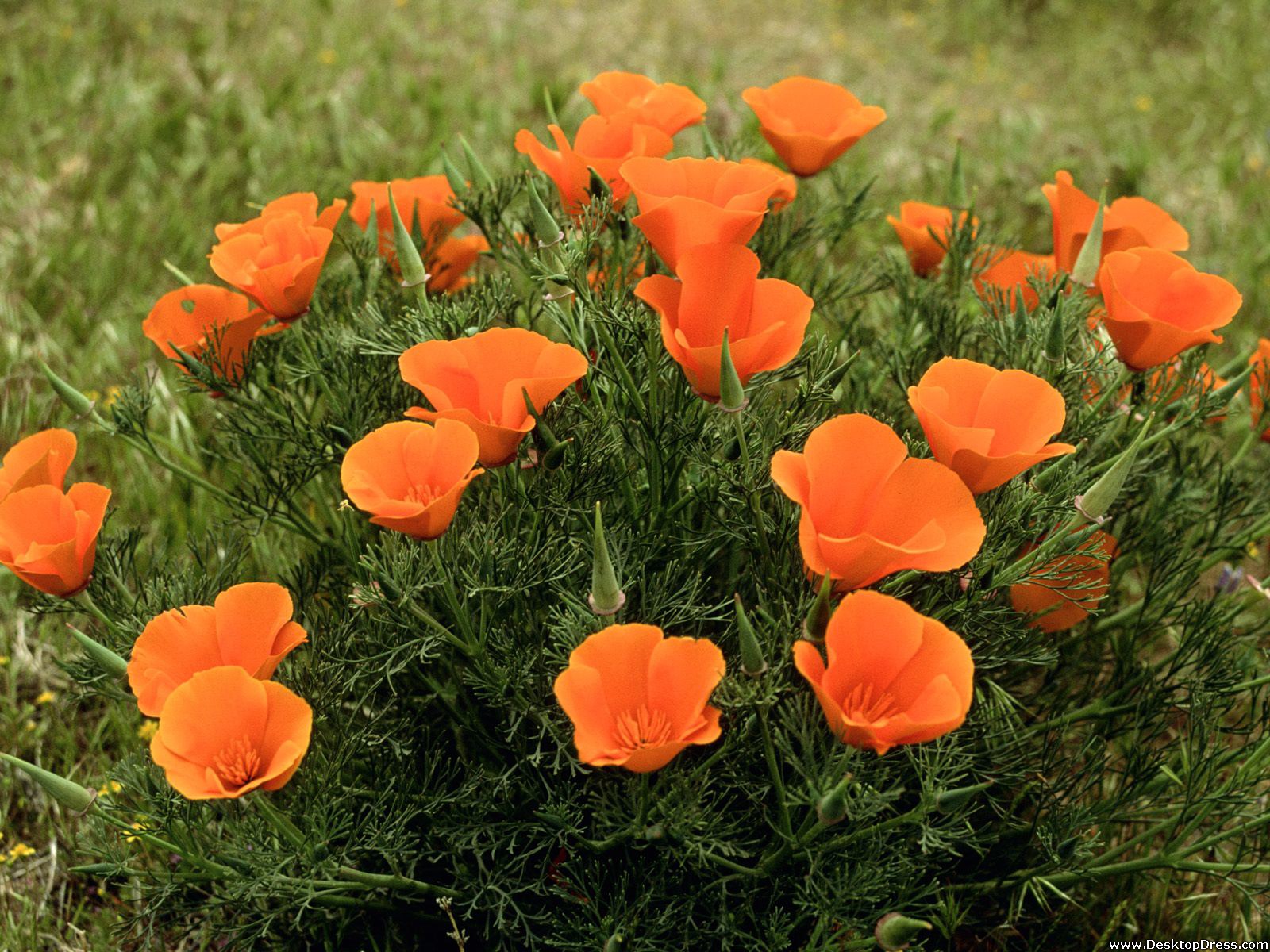 Roadside California Poppies, Los Angeles - California Poppy Public Domain - HD Wallpaper 