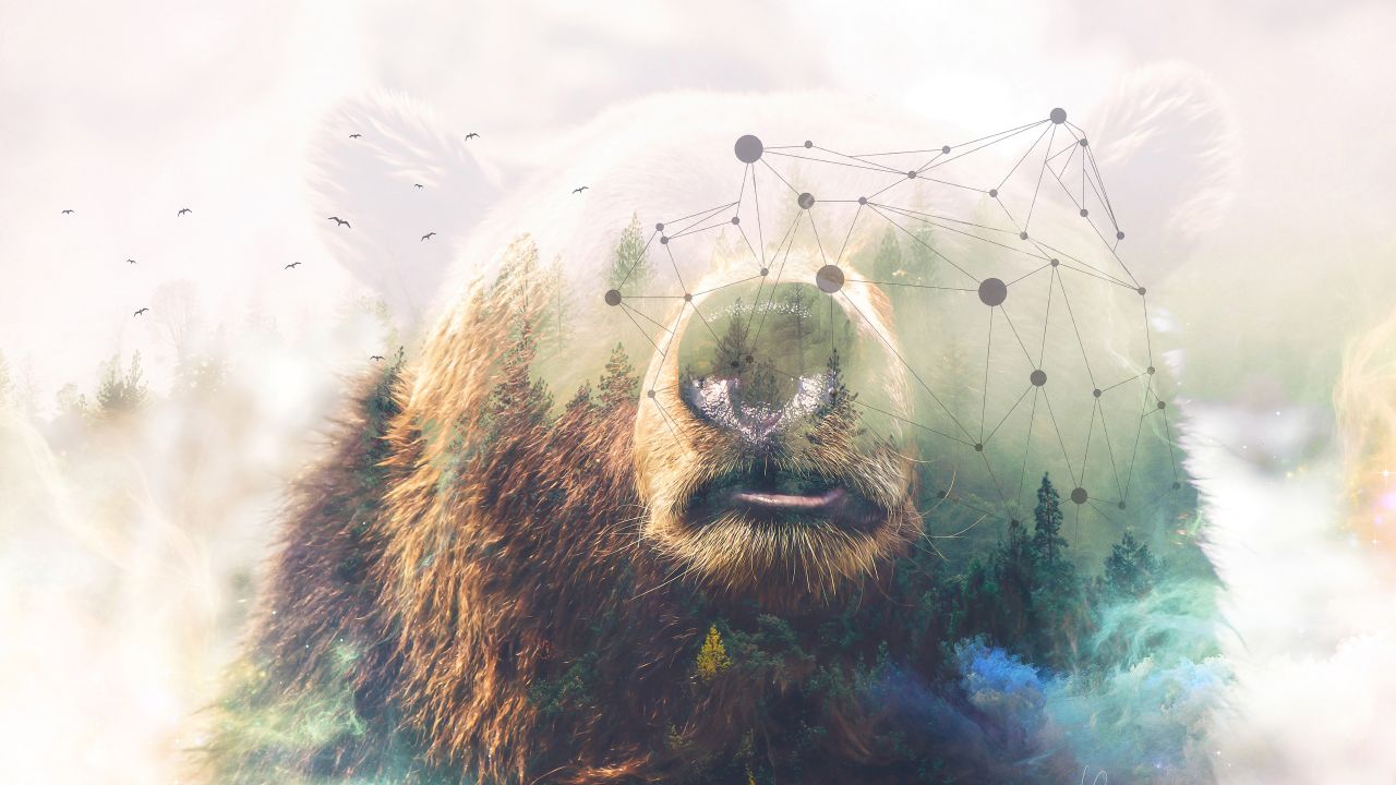 Bear Wallpapers 4k - HD Wallpaper 