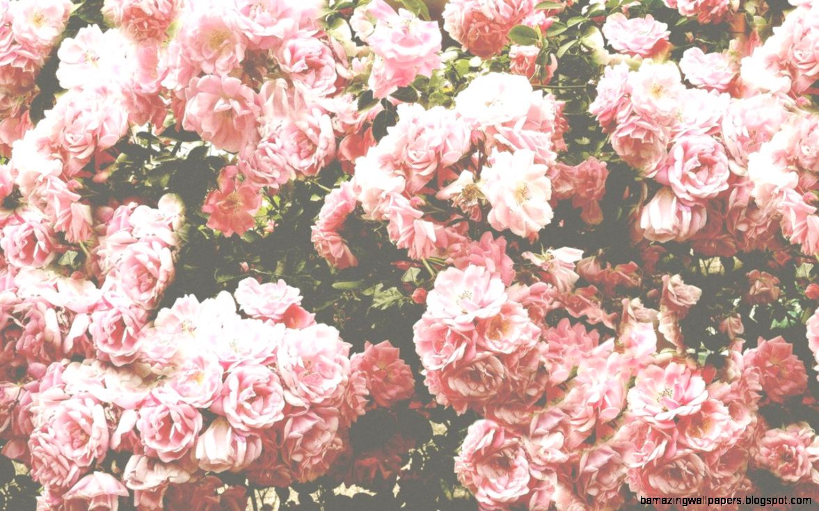 Coloring Vintage Roses Wallpaper Tumblr Amazing Wallpapers - Vintage Pink Roses Background - HD Wallpaper 