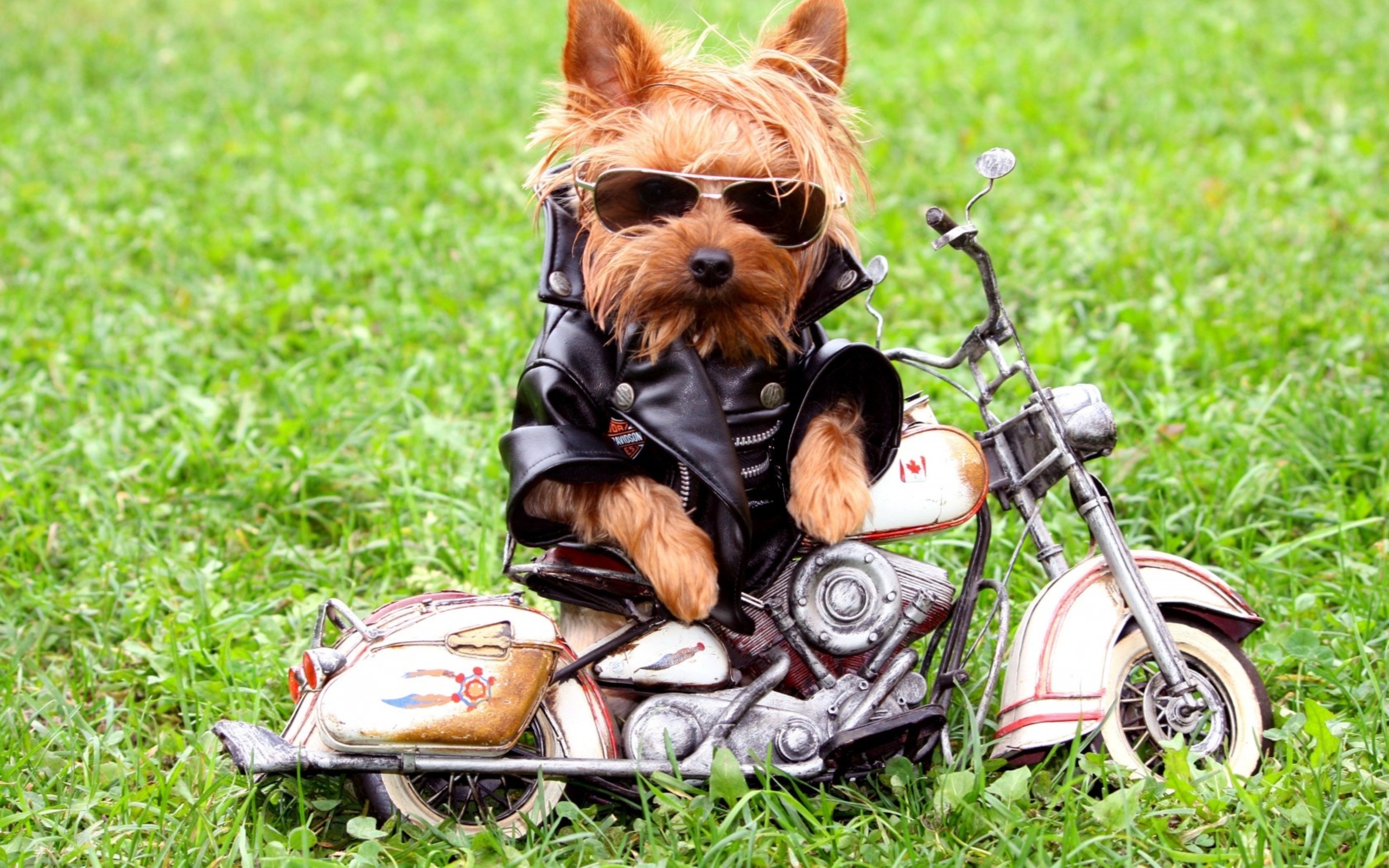 Hd Wallpapers Dog Rocker - Cool Backgrounds Dogs - HD Wallpaper 