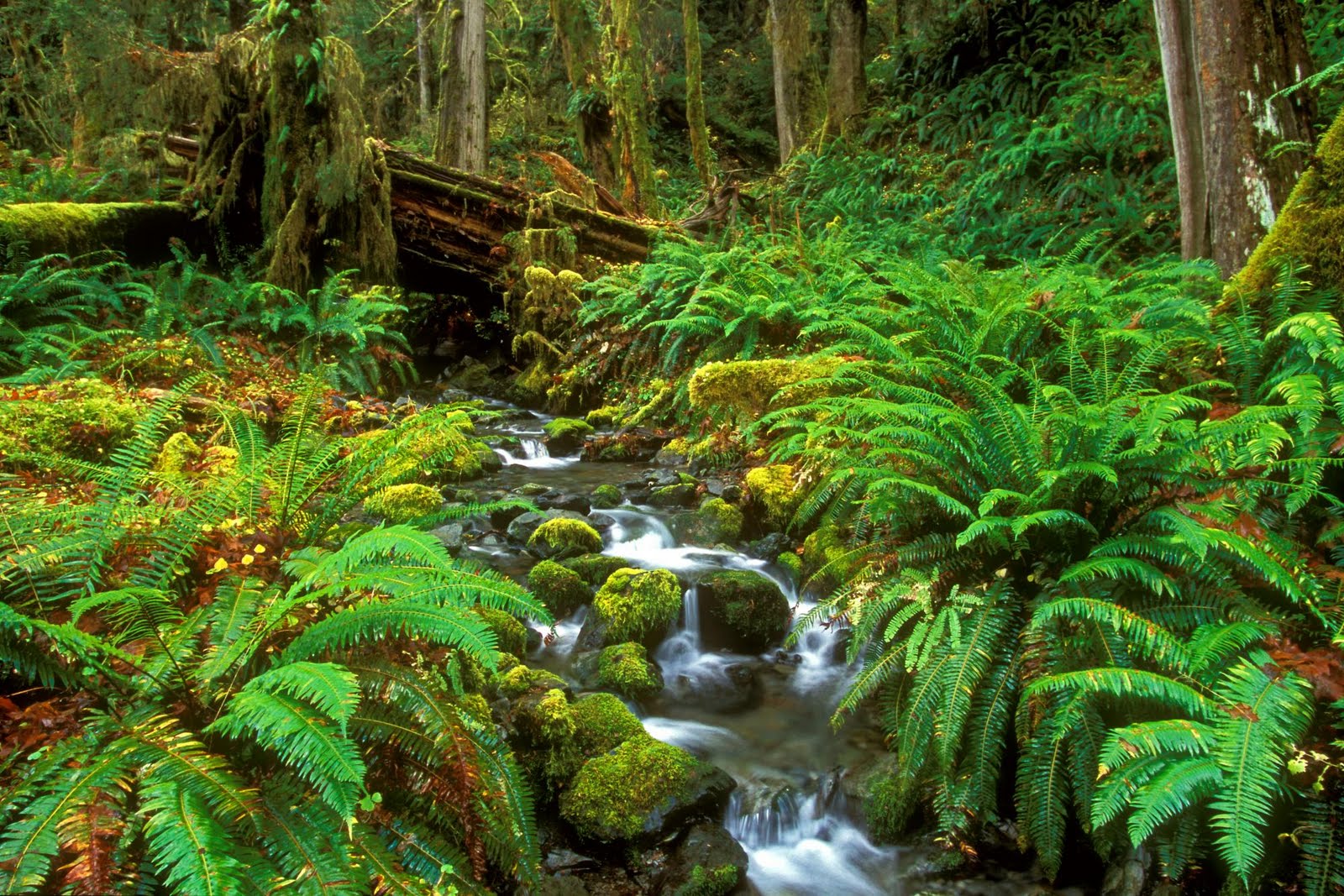 Sri Lanka Sinharaja Forest - HD Wallpaper 