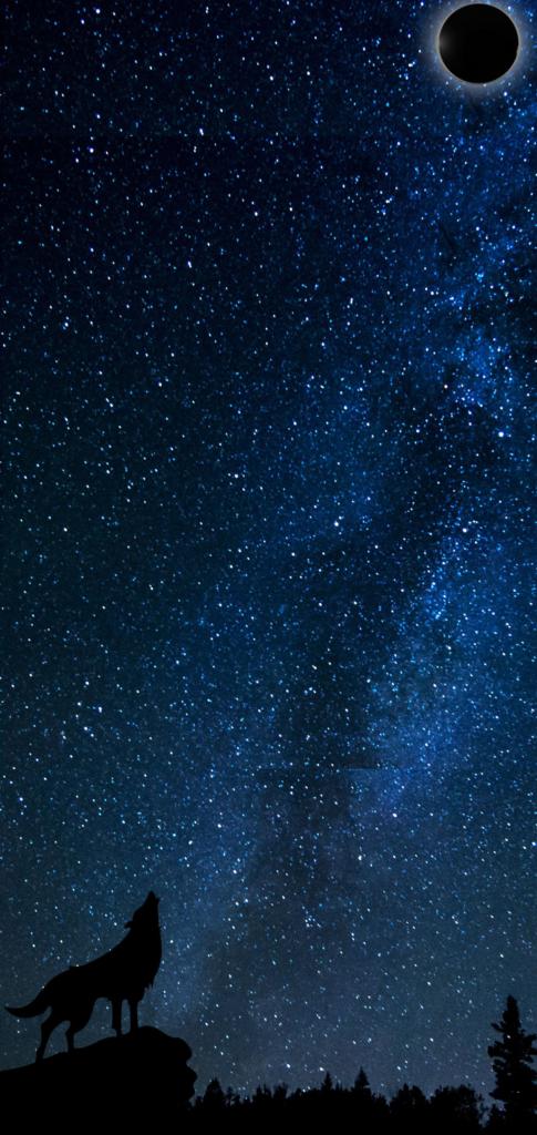 S10 Wolf Wallpaper - HD Wallpaper 