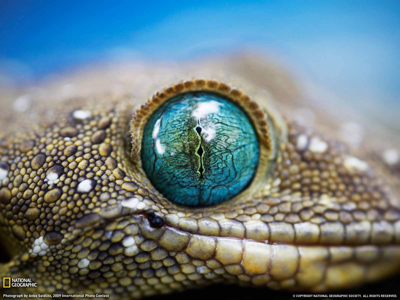 Most Used Wallpaper In The World - 1600x1200 Wallpaper Most Used Wallpaper In The World - 1600x1200 Wallpaper