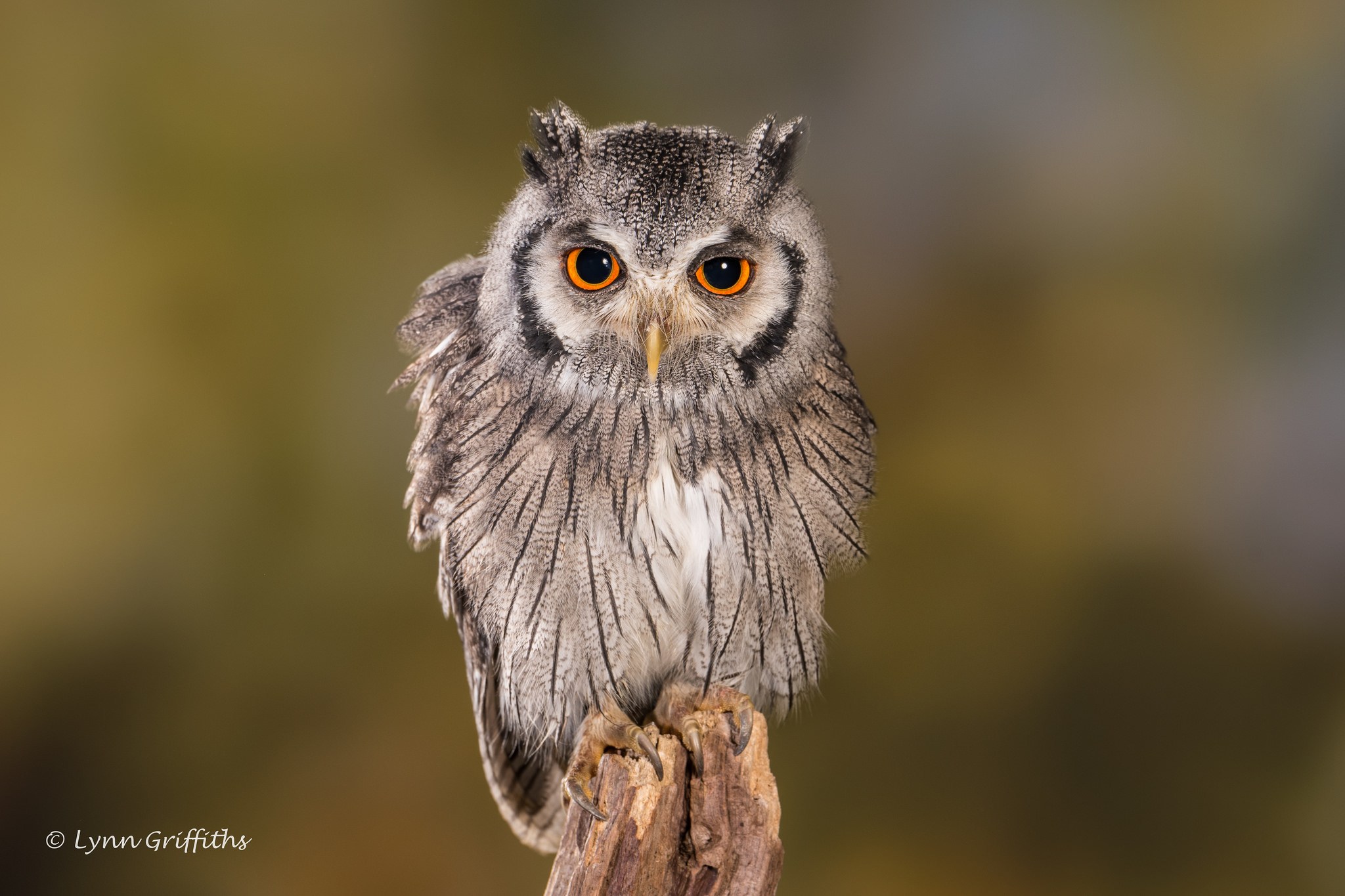 Owl Wallpaper Border - Southern White Faced Owl - HD Wallpaper 