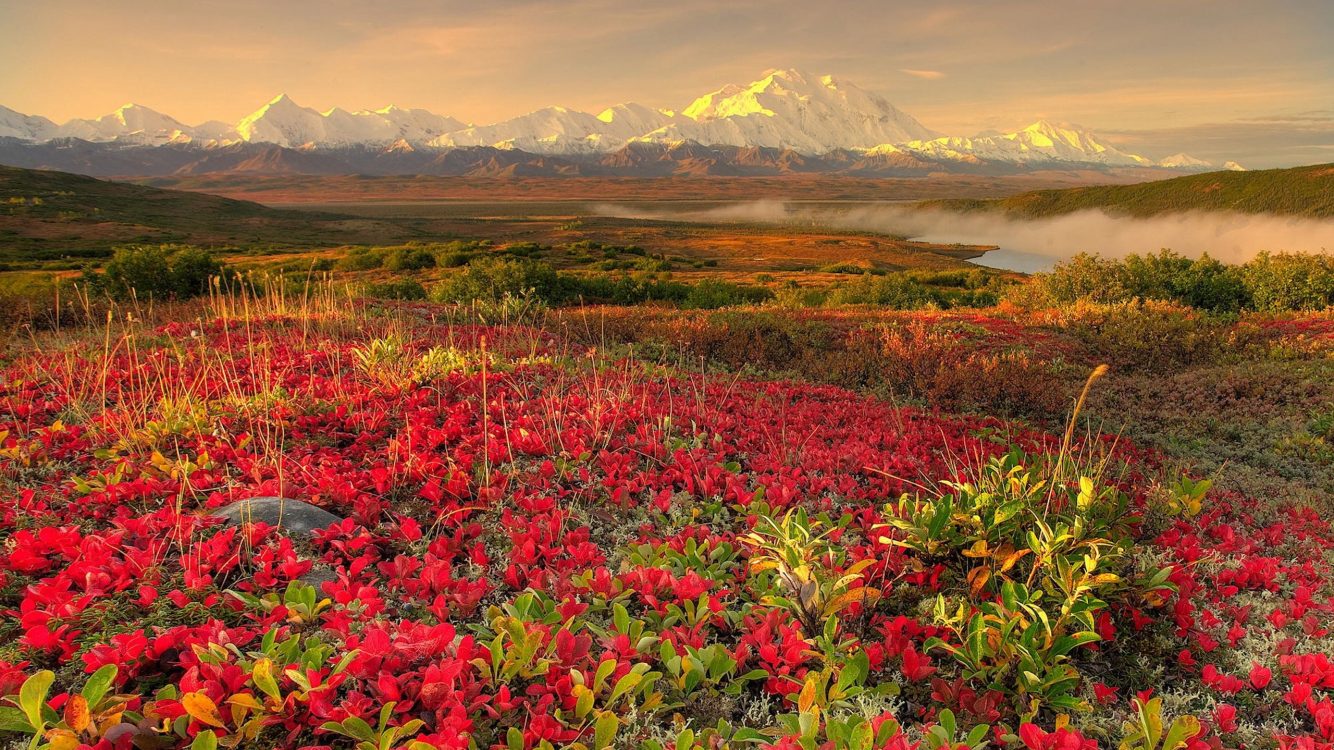 4k Amazing Red Flowers Field With Mountain View Wallpaper - HD Wallpaper 
