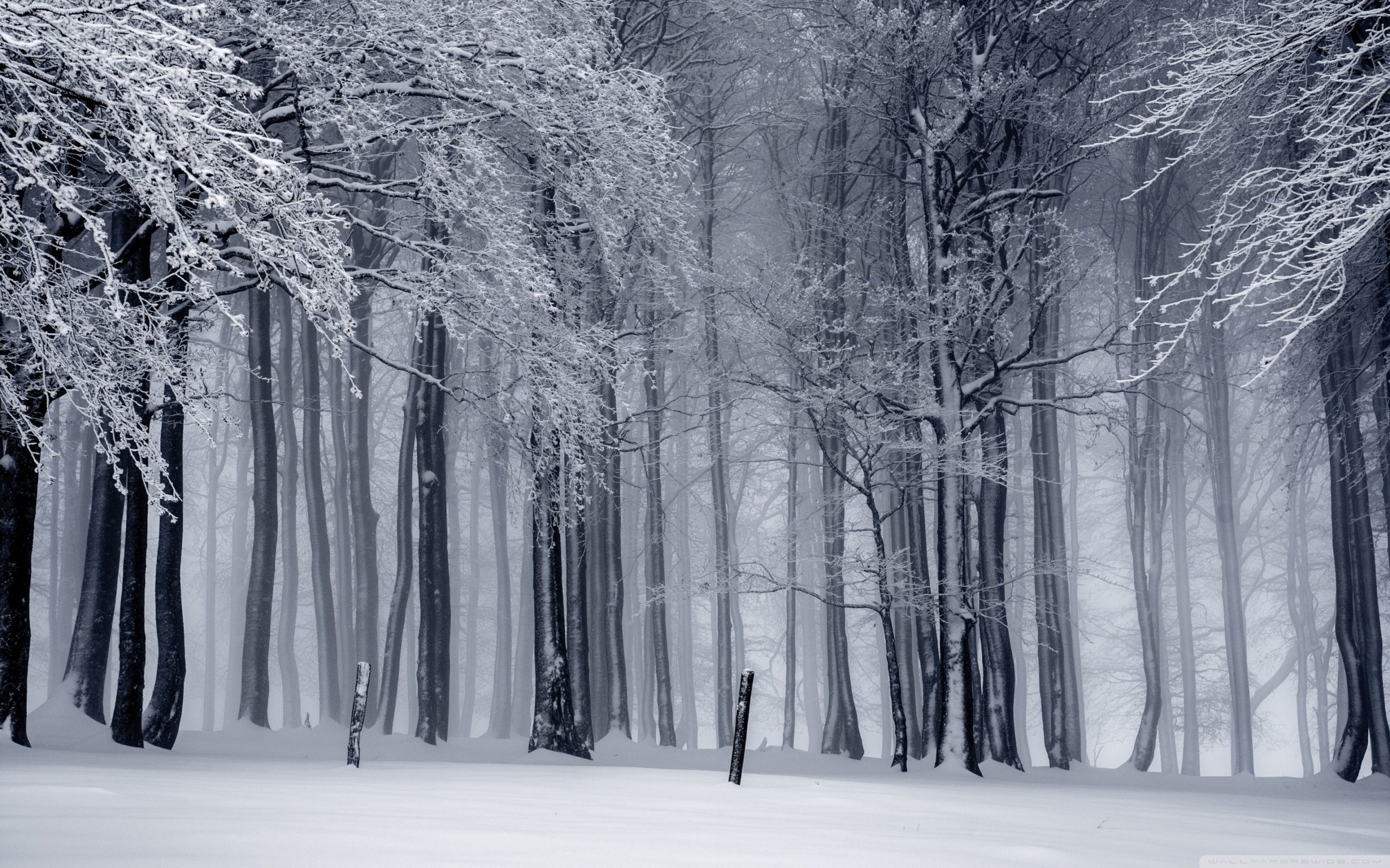 4k Forest Wallpaper - HD Wallpaper 