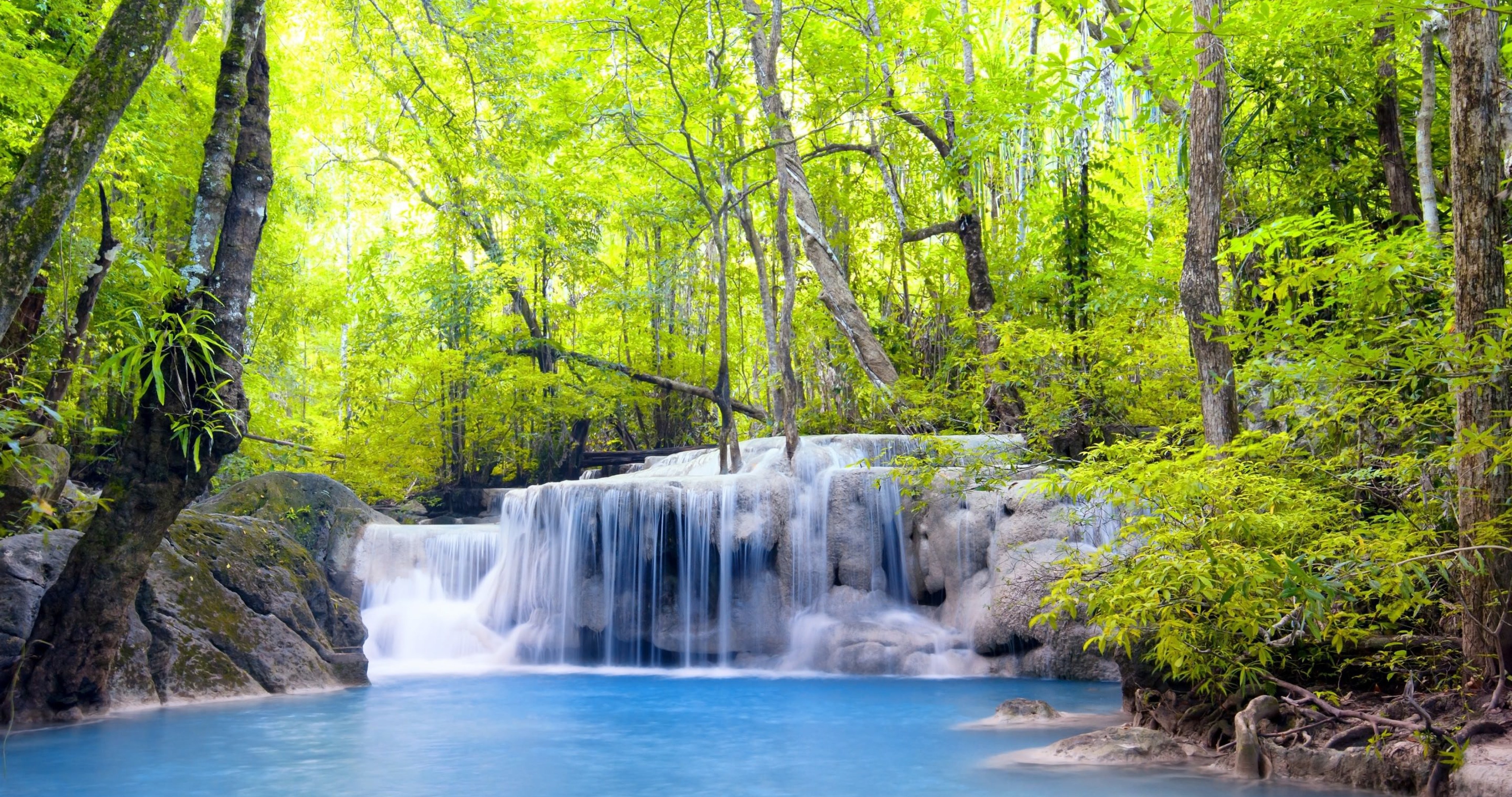 4k Forest Wallpaper - HD Wallpaper 