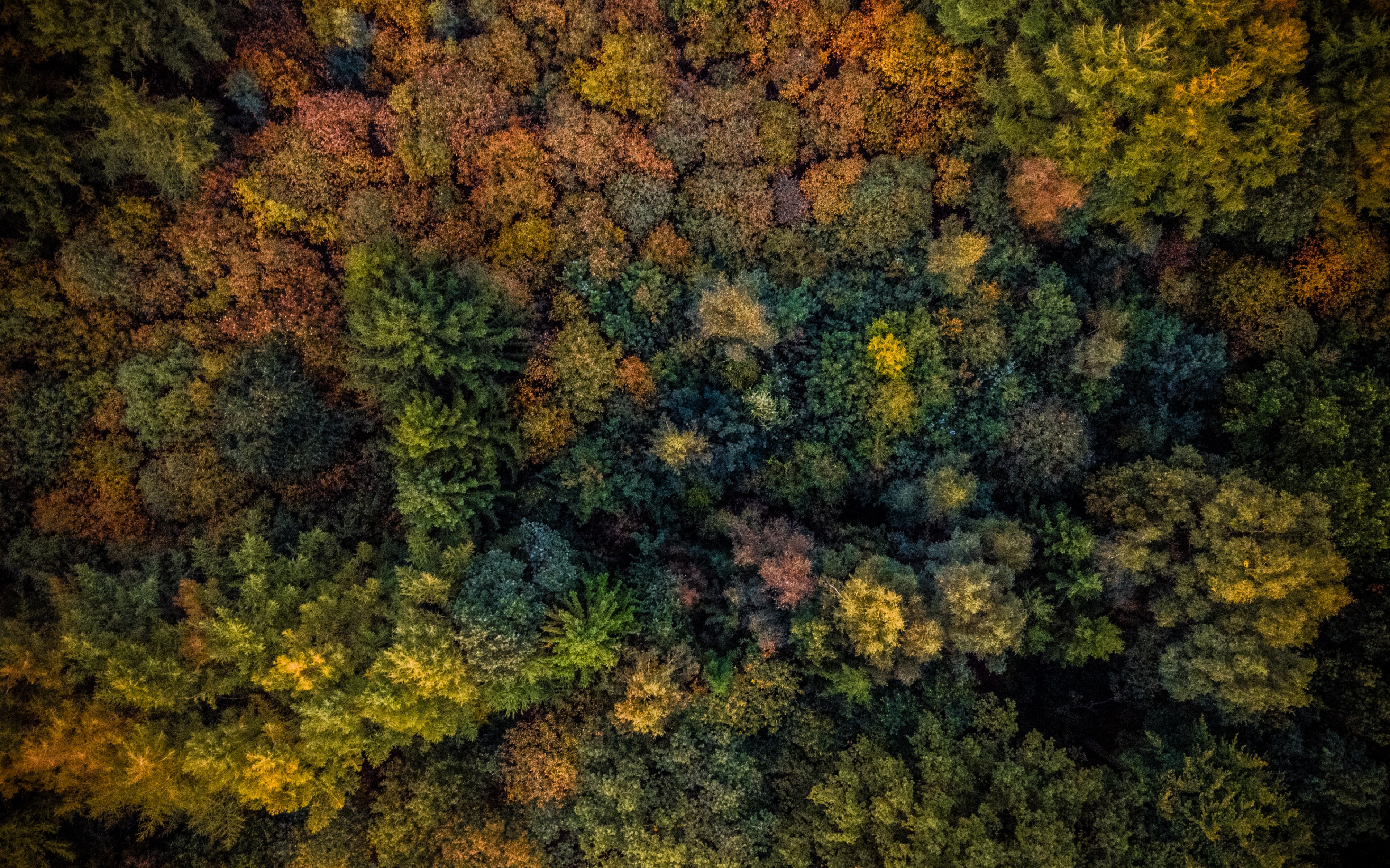 Autumn, Trees, Forest, Aerial View, Wallpaper - HD Wallpaper 