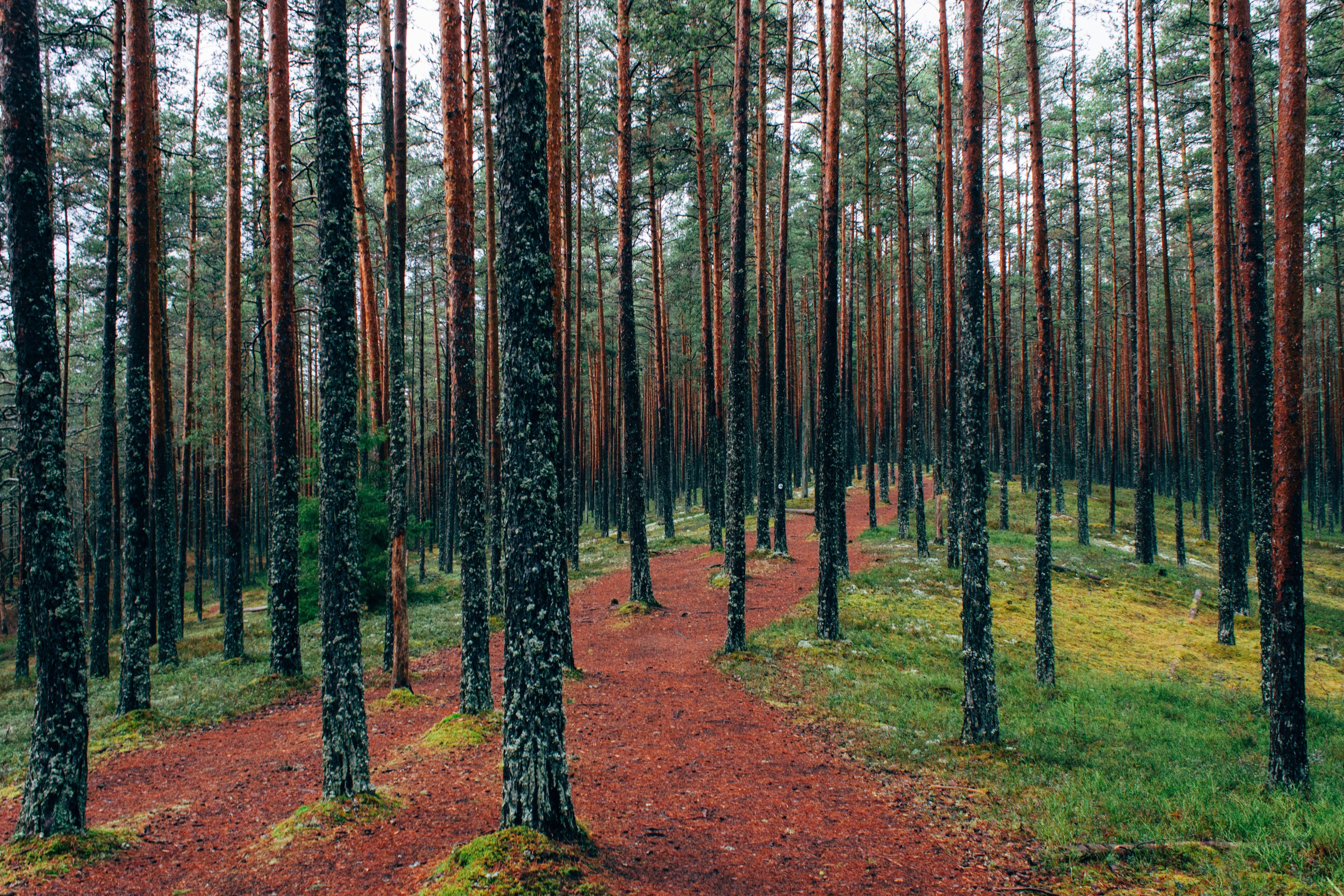 004 Awesome Pine Tree Forest Wallpaper 4k Resolution - 4k Tree - HD Wallpaper 