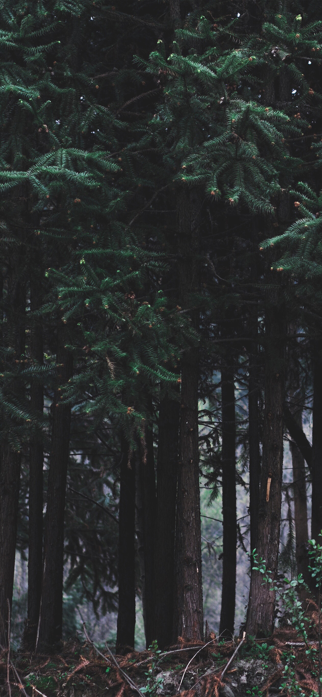 Iphone X 
 Data Src Dark Forest Iphone Wallpaper For - Dark Forest Wallpaper Iphone - HD Wallpaper 