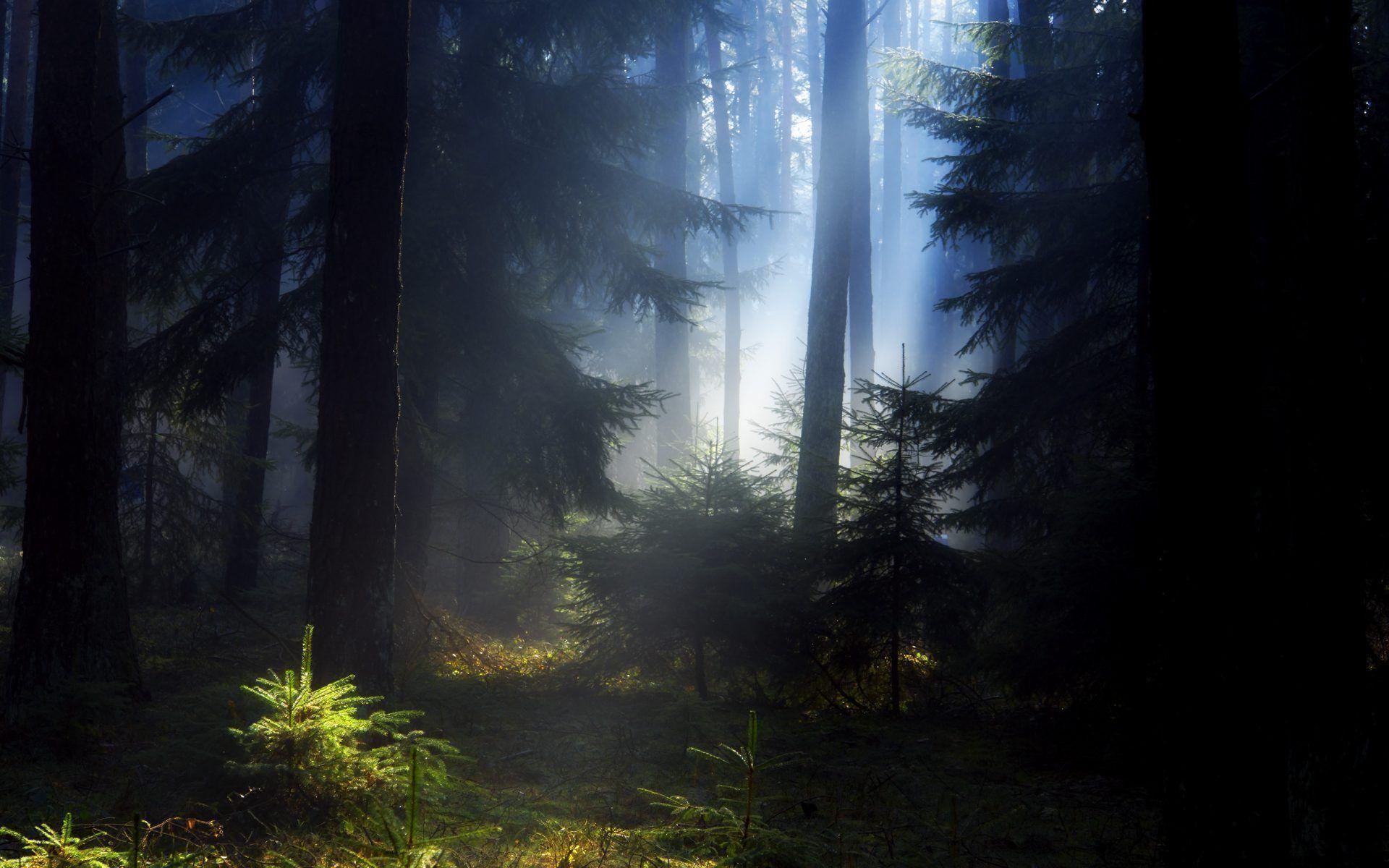 4k Forest Wallpaper - HD Wallpaper 