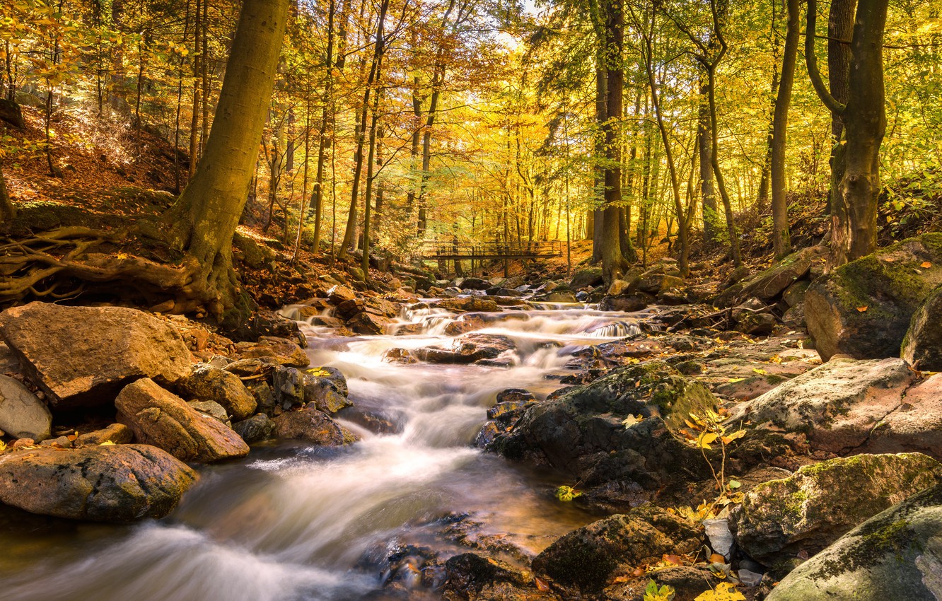 Photo Wallpaper Autumn, Forest, Water, Bridge, River, - Real Nature - HD Wallpaper 
