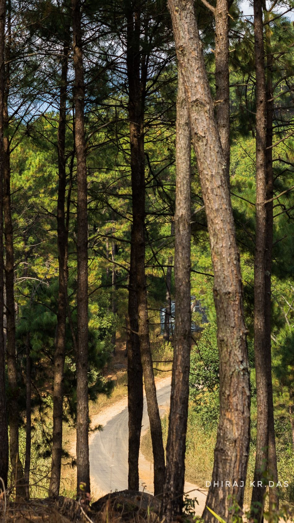 Trees Forest Road Meghalaya 4k Ultra Hd Mobile Wallpaper - Ultra Hd Forest 4k - HD Wallpaper 