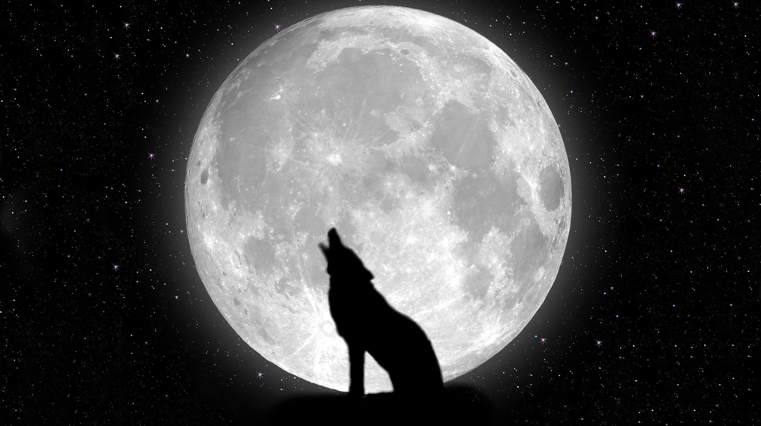 Black Wolf Wallpaper 31 - HD Wallpaper 