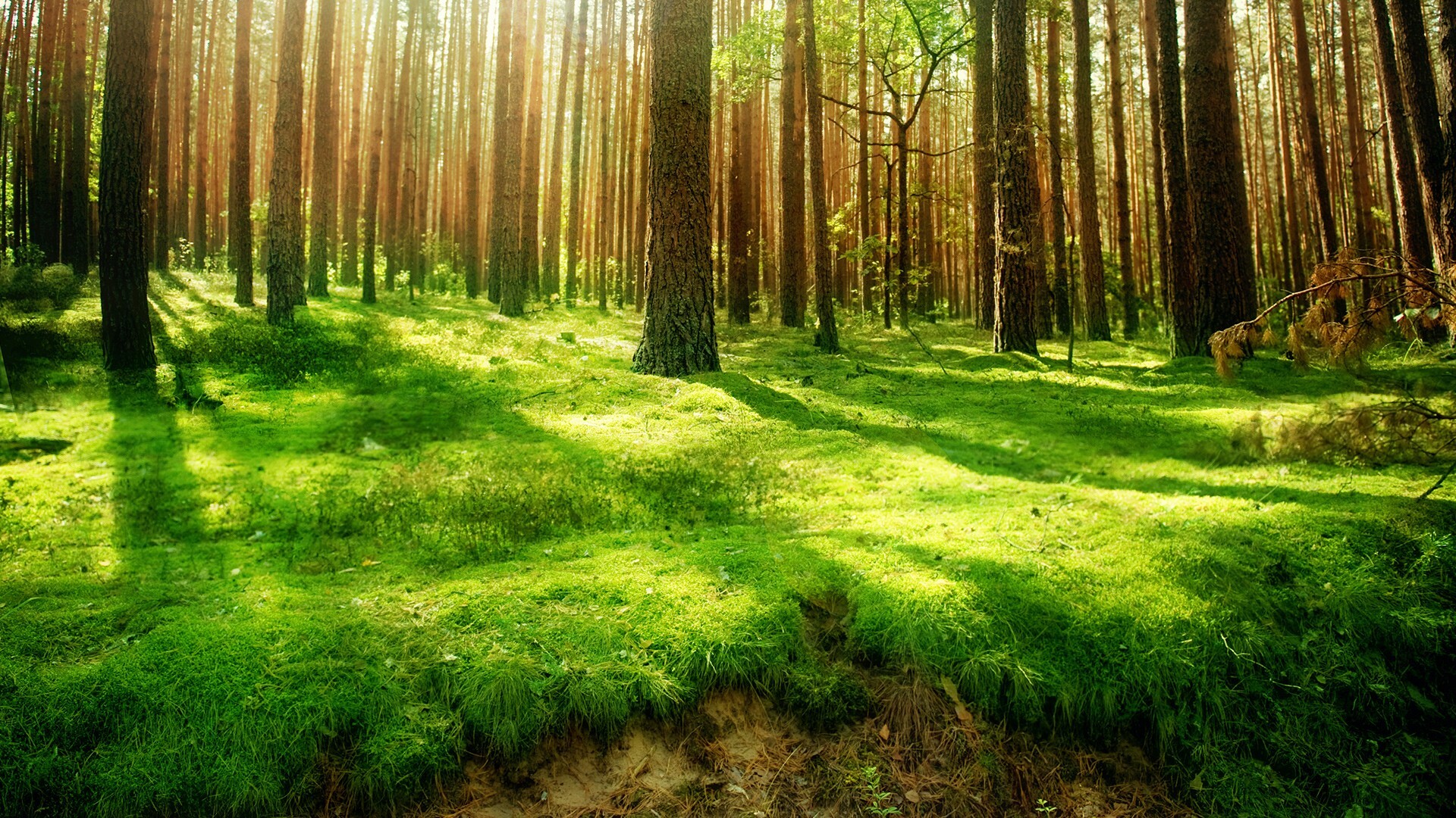 Tm 77 Forest Wallpaper Pictures Of Forest 4k Ultra - Forest Background - HD Wallpaper 