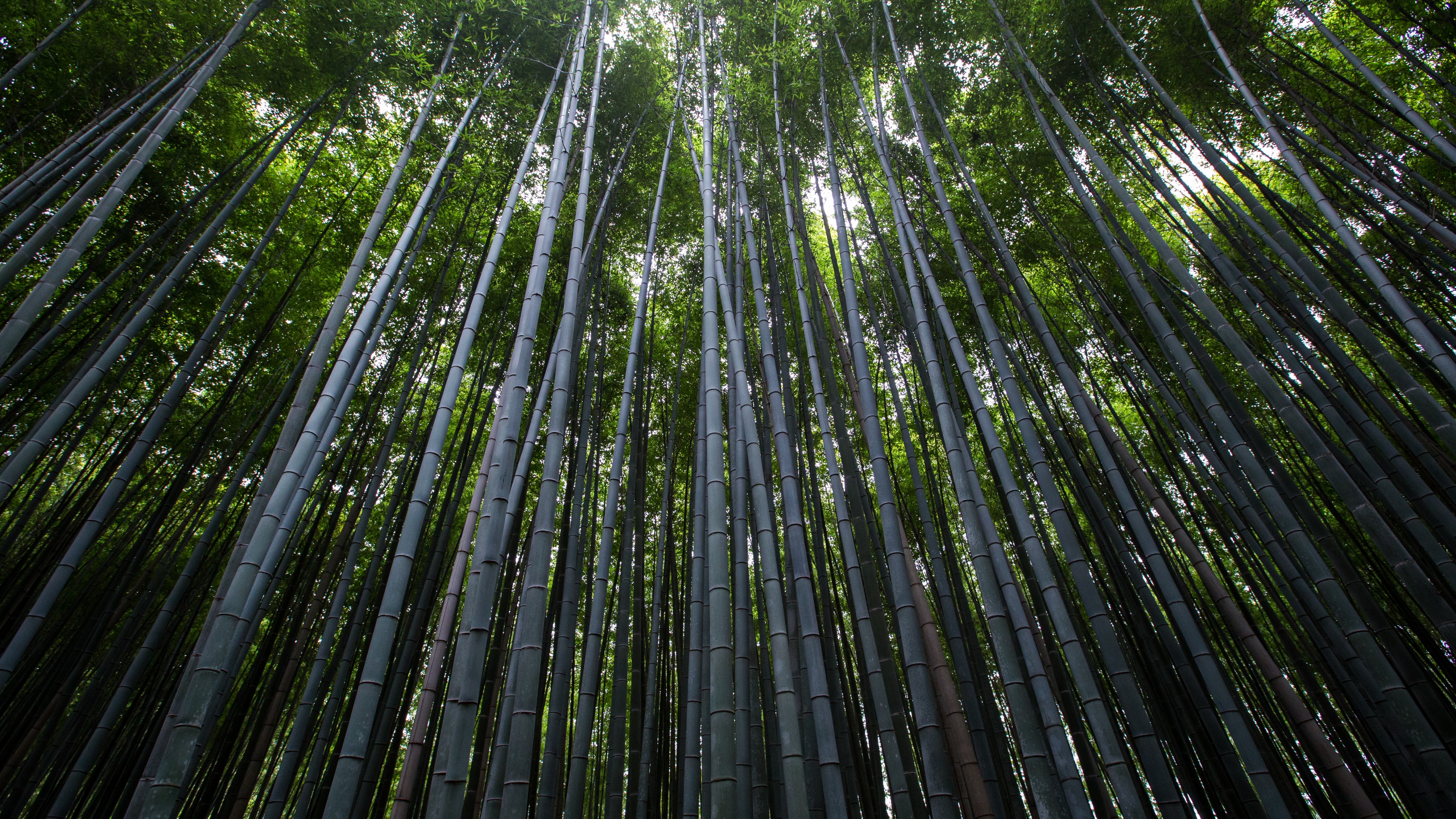 4k Bamboo - HD Wallpaper 