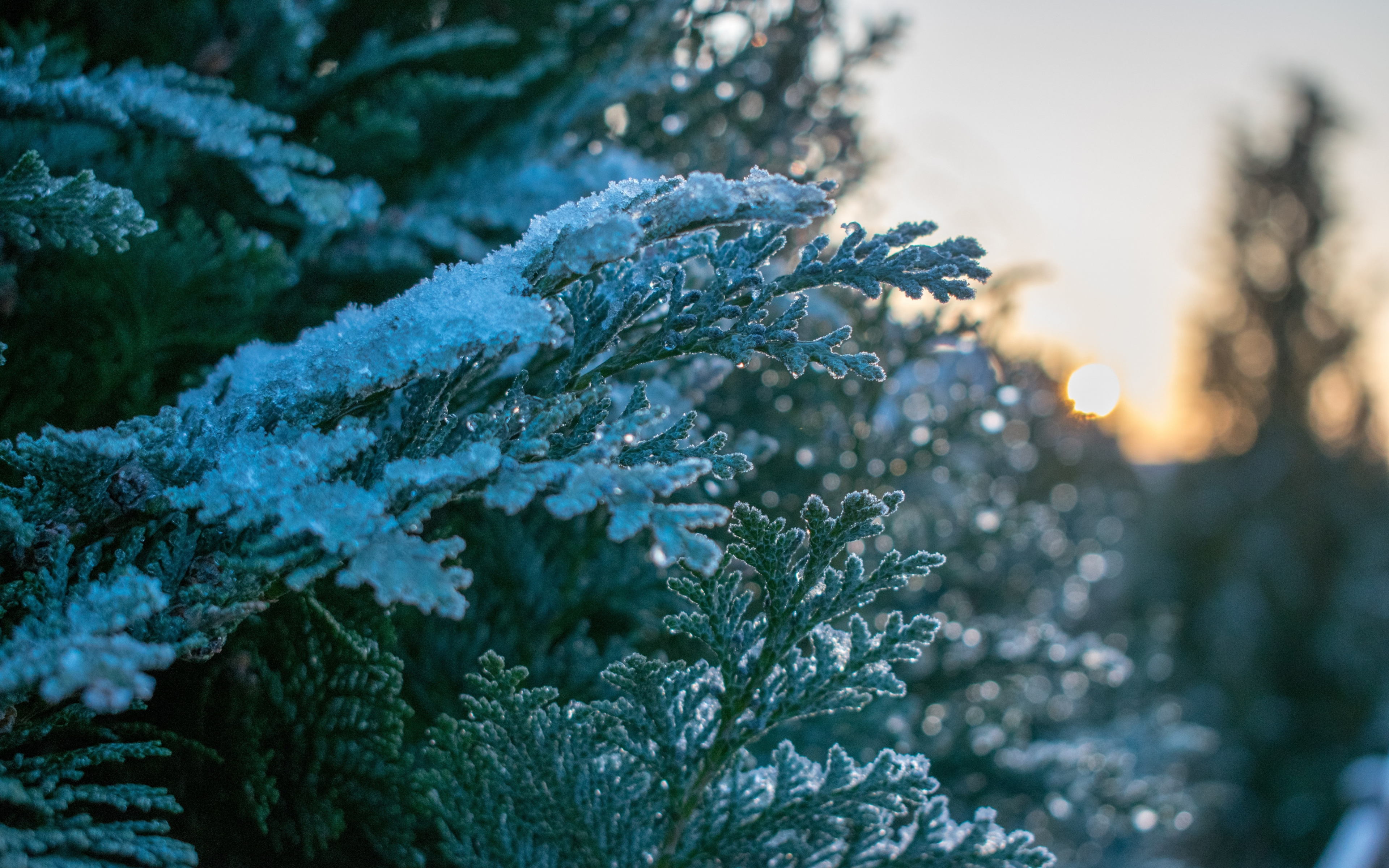 Snowfrost, Winter, Pine, Leaves, Tree Branches, Nature, - Pine Tree Winter Wallpaper 4k - HD Wallpaper 