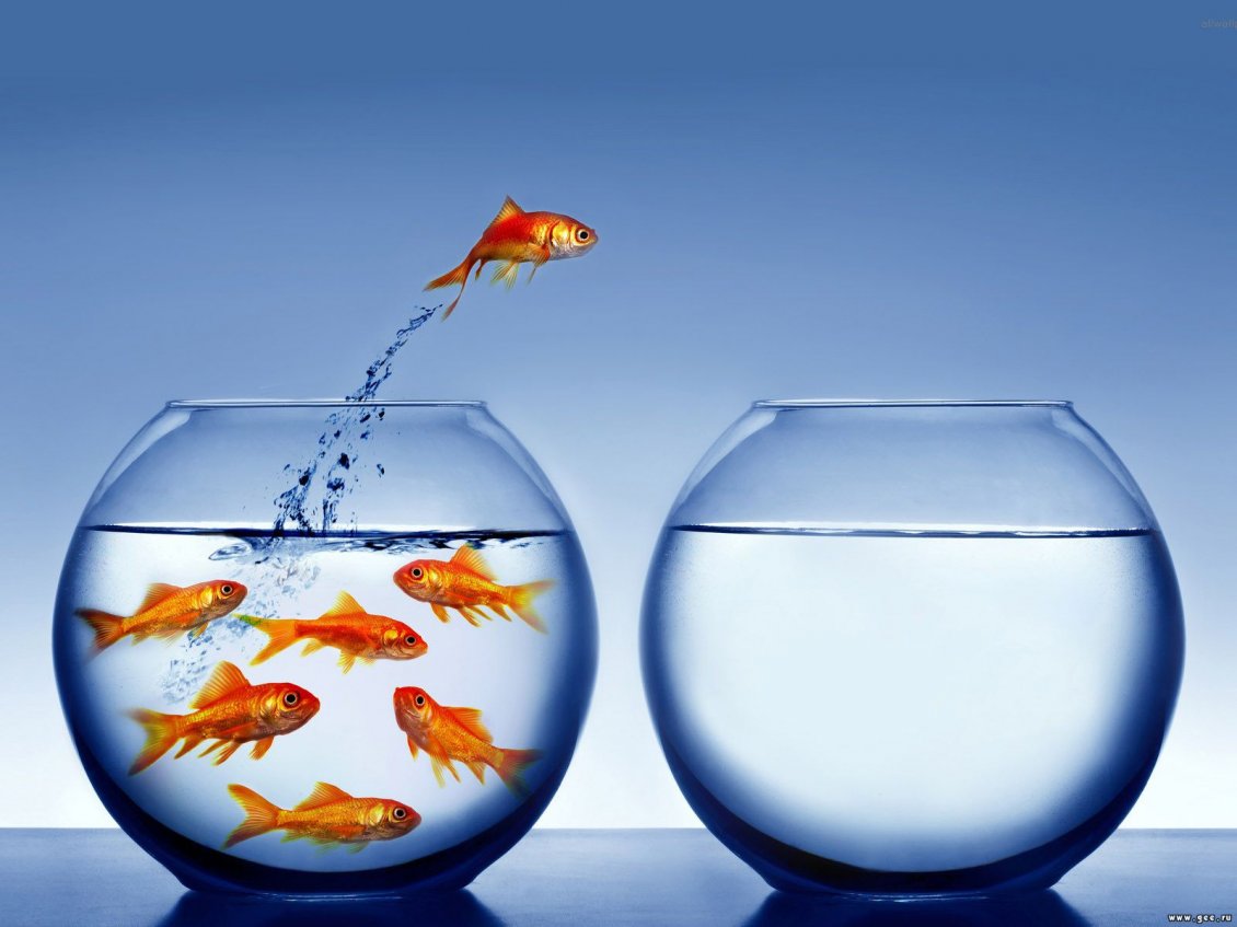 Download Wallpaper One Fish Escaped From The Aquarium - Success And Failure - HD Wallpaper 