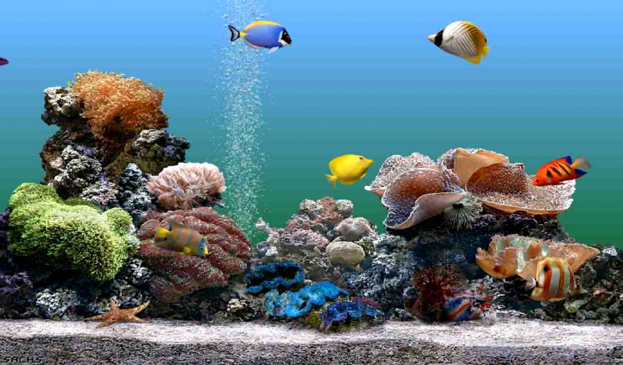 Aquarium Wallpapers For Windows 8 Wallpapersafari - Aquarium Screensaver Windows 7 - HD Wallpaper 