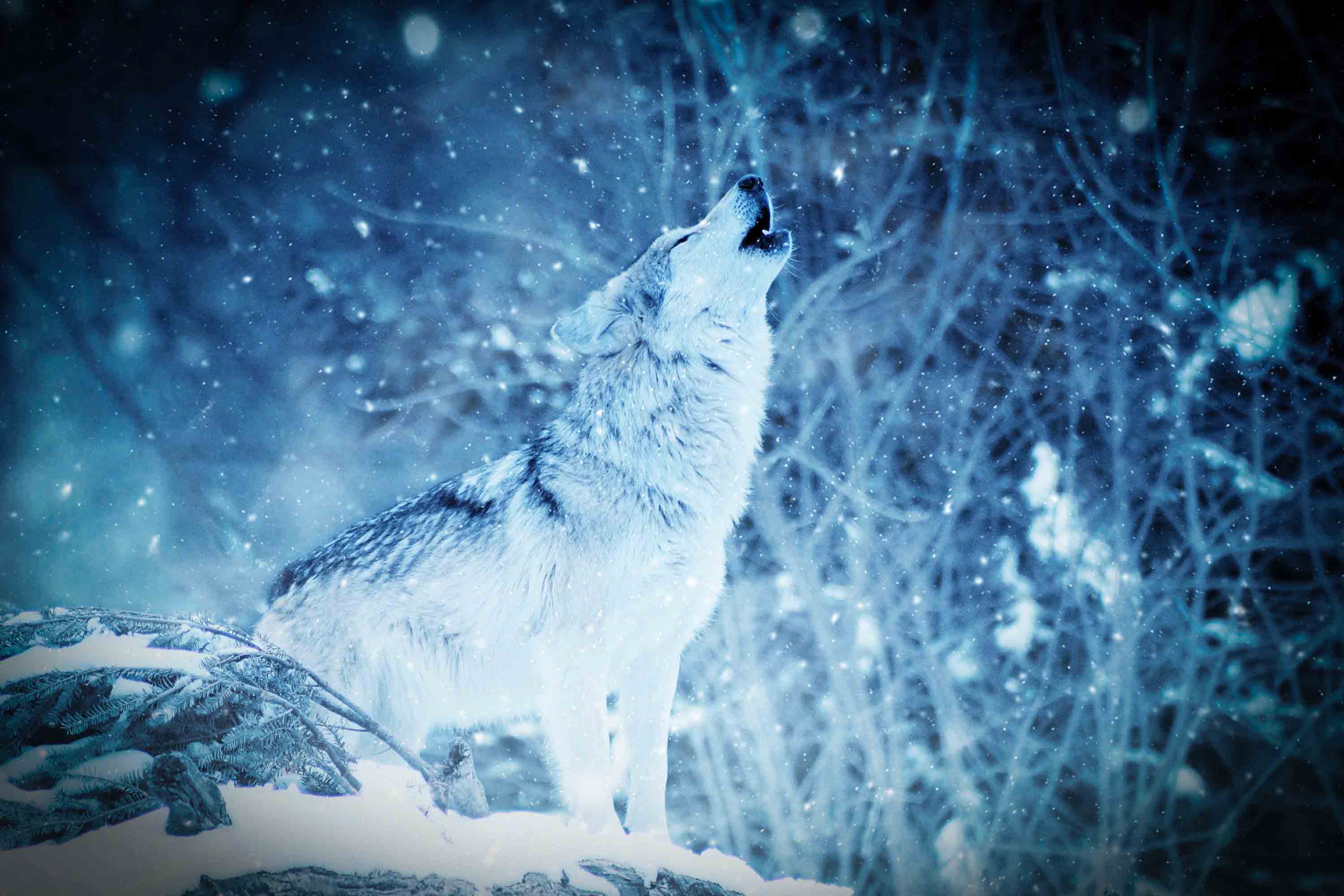 Downloaded From Allhdwallpapers - Snow Wolf Wallpaper Hd - HD Wallpaper 