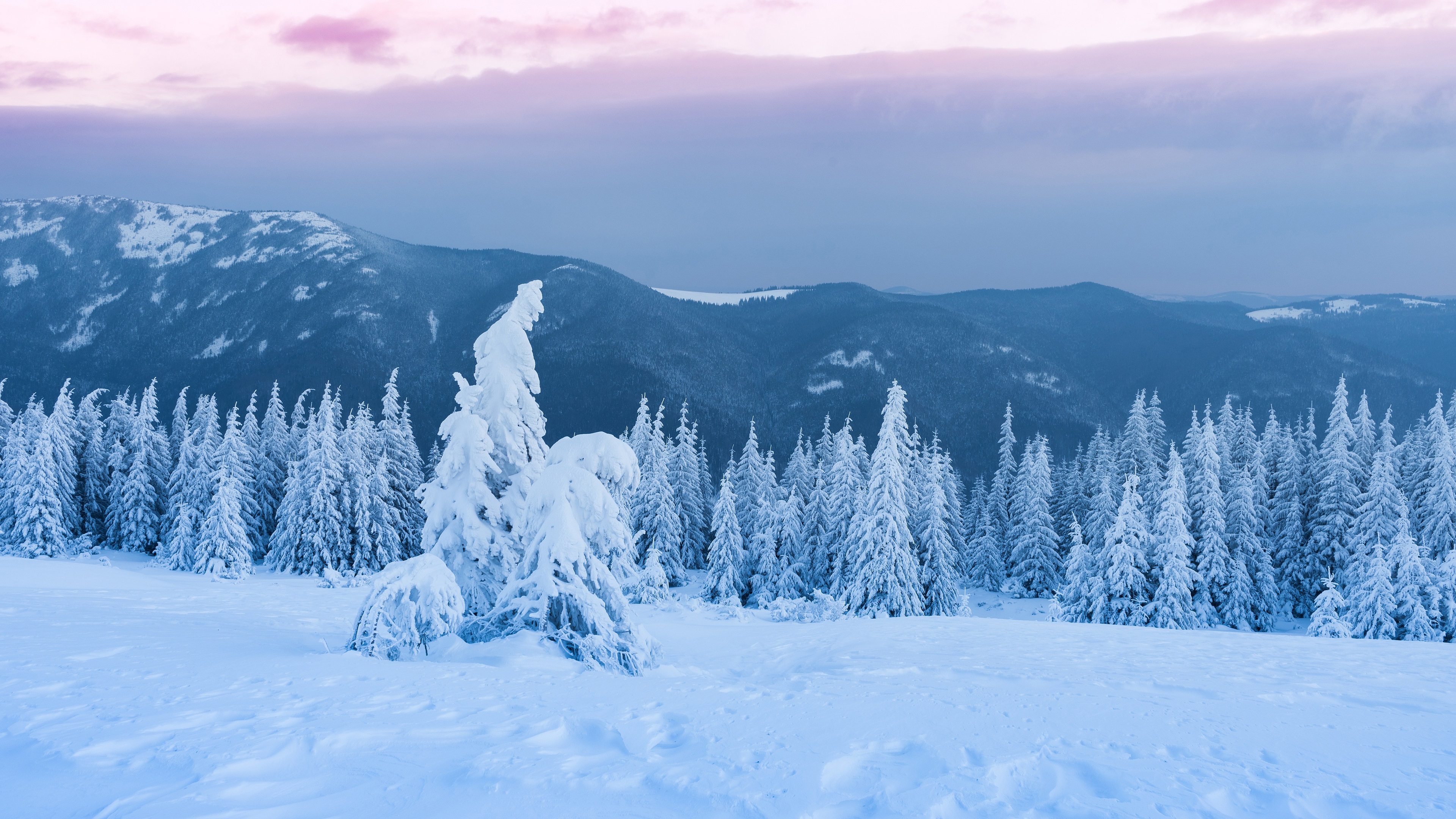 Wallpaper Trees, Forest, Thick Snow, Dusk, Winter - People Will Always Notice Your Change In Attitude Toward - HD Wallpaper 