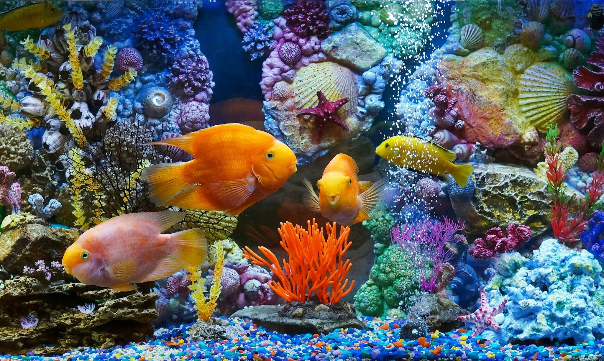 Colour Fishes Images Hd - HD Wallpaper 