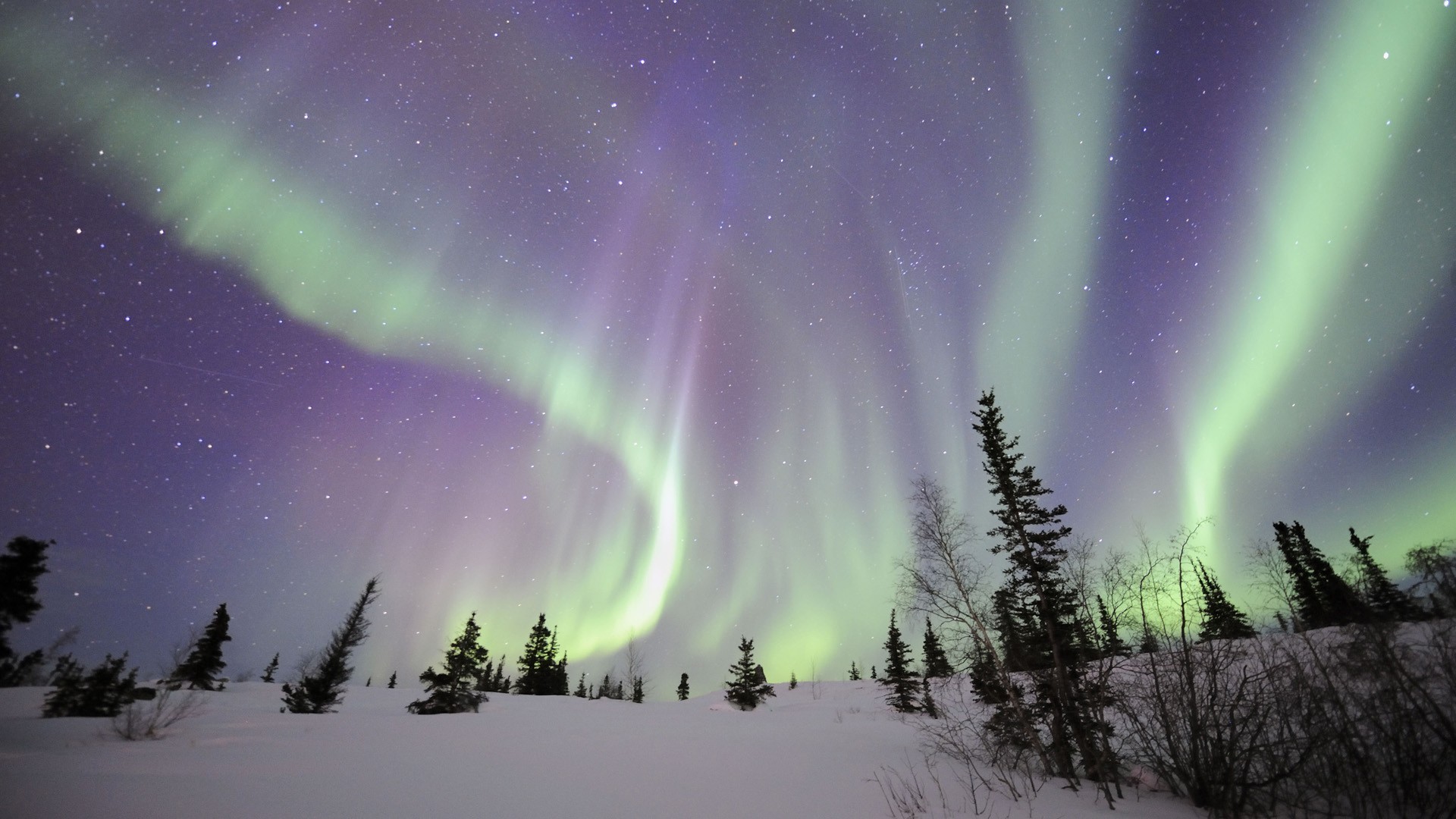 Snow Trees And Aurora Beautiful View - Northern Lights Wallpaper Snow - HD Wallpaper 