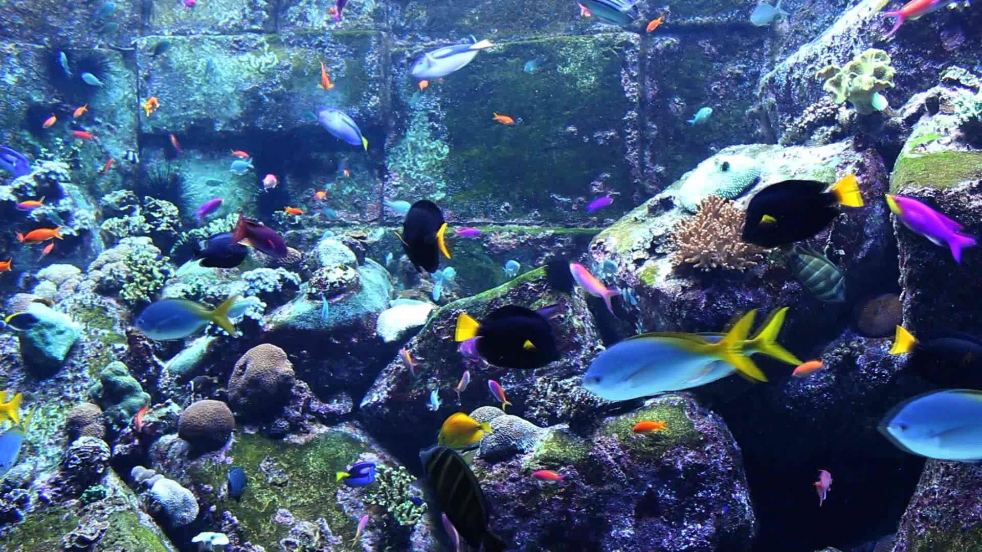 Relaxing Fish Tank Gif - HD Wallpaper 