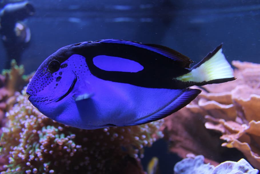 Blue And Black Tang Fish, Aquarium, Zoo, Dory, Water, - ドリー 魚 - HD Wallpaper 