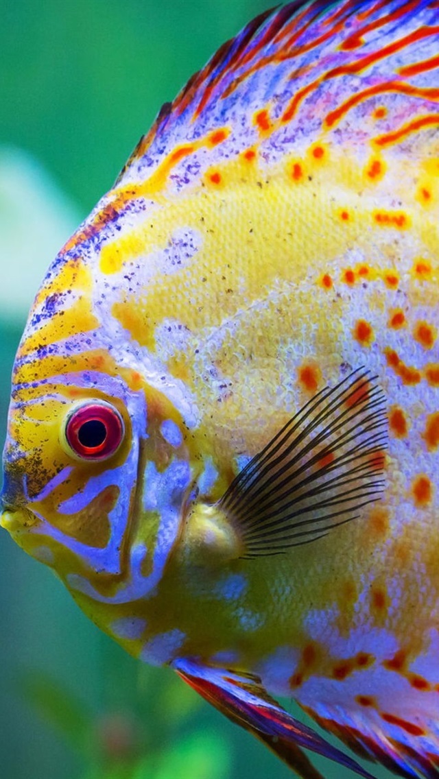 Iphone Wallpaper Beautiful Discus Fish, Aquarium - Tropische Vissen - HD Wallpaper 