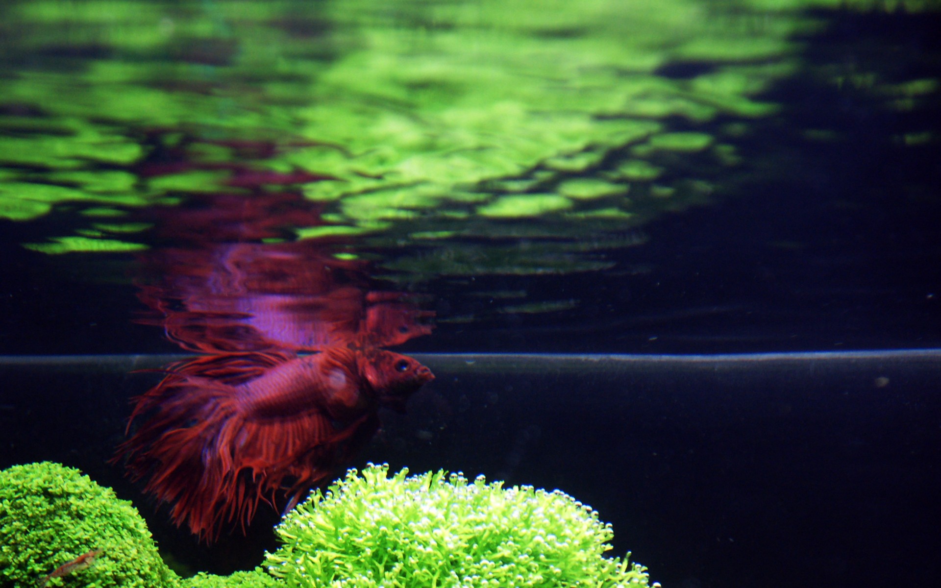 Aquarium - HD Wallpaper 