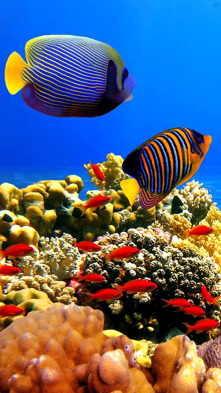 Sensory Aquarium Wallpaper Nature Fish Beach Wallpapers - Peixe Fundo Do Mar - HD Wallpaper 