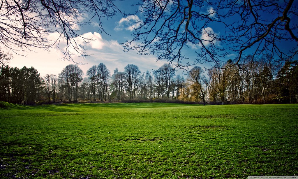 Beautiful Background In The Grass - HD Wallpaper 