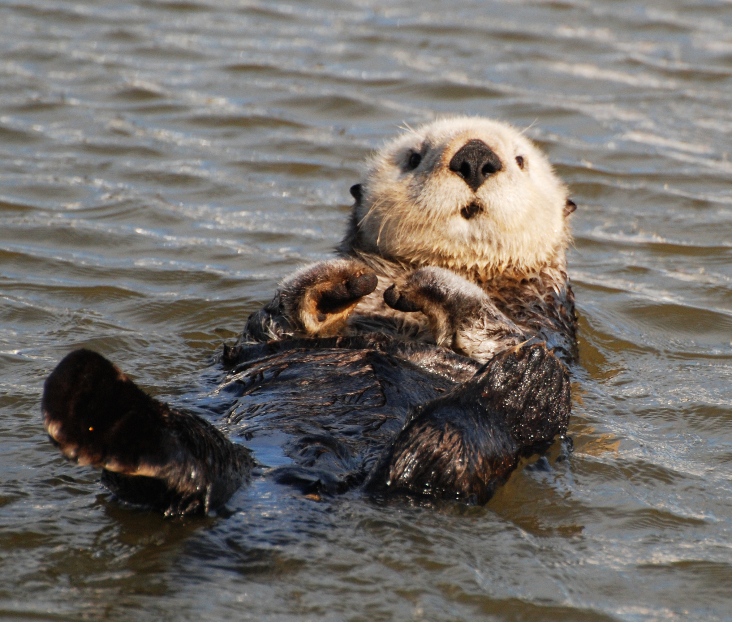 Sea Otter - HD Wallpaper 